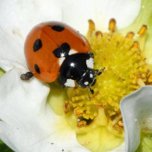 coccinelle